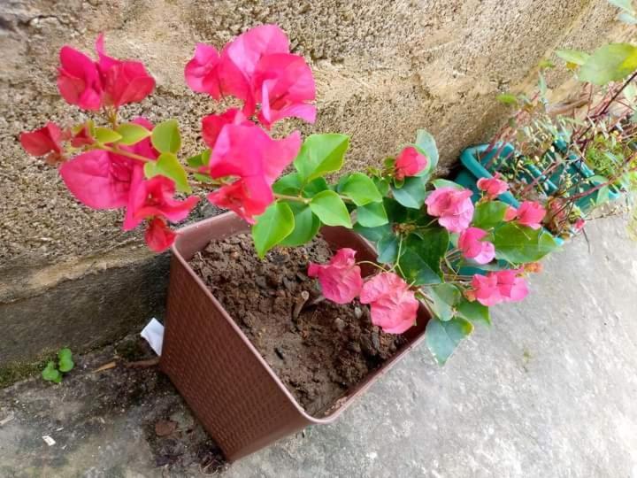Ask Homestay Ella Exteriör bild